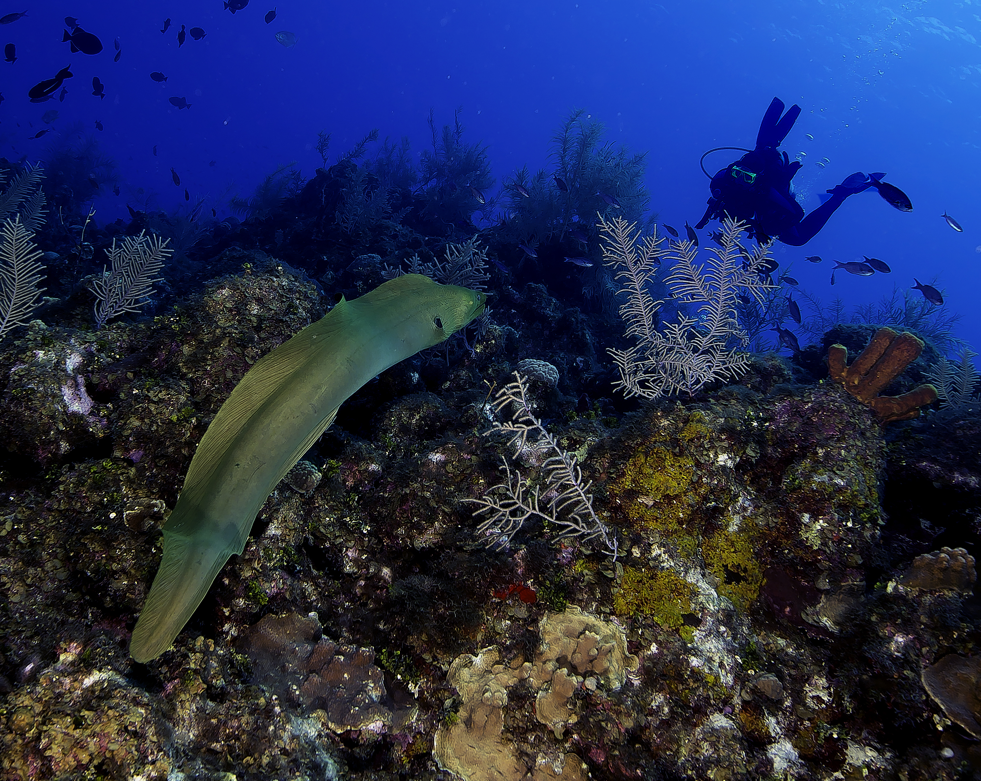 eel-on-reef-altered
