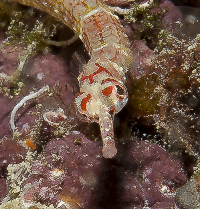 ghost-pipe-fish