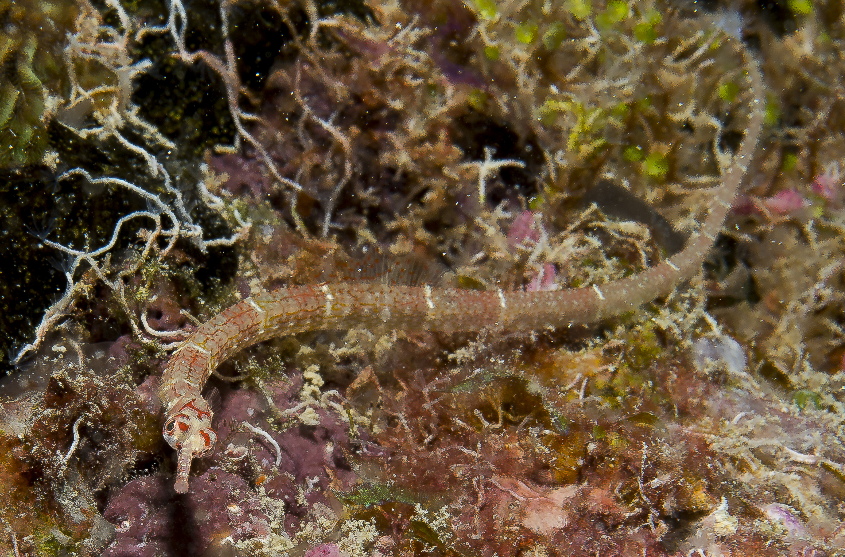 ghost-pipe-fish