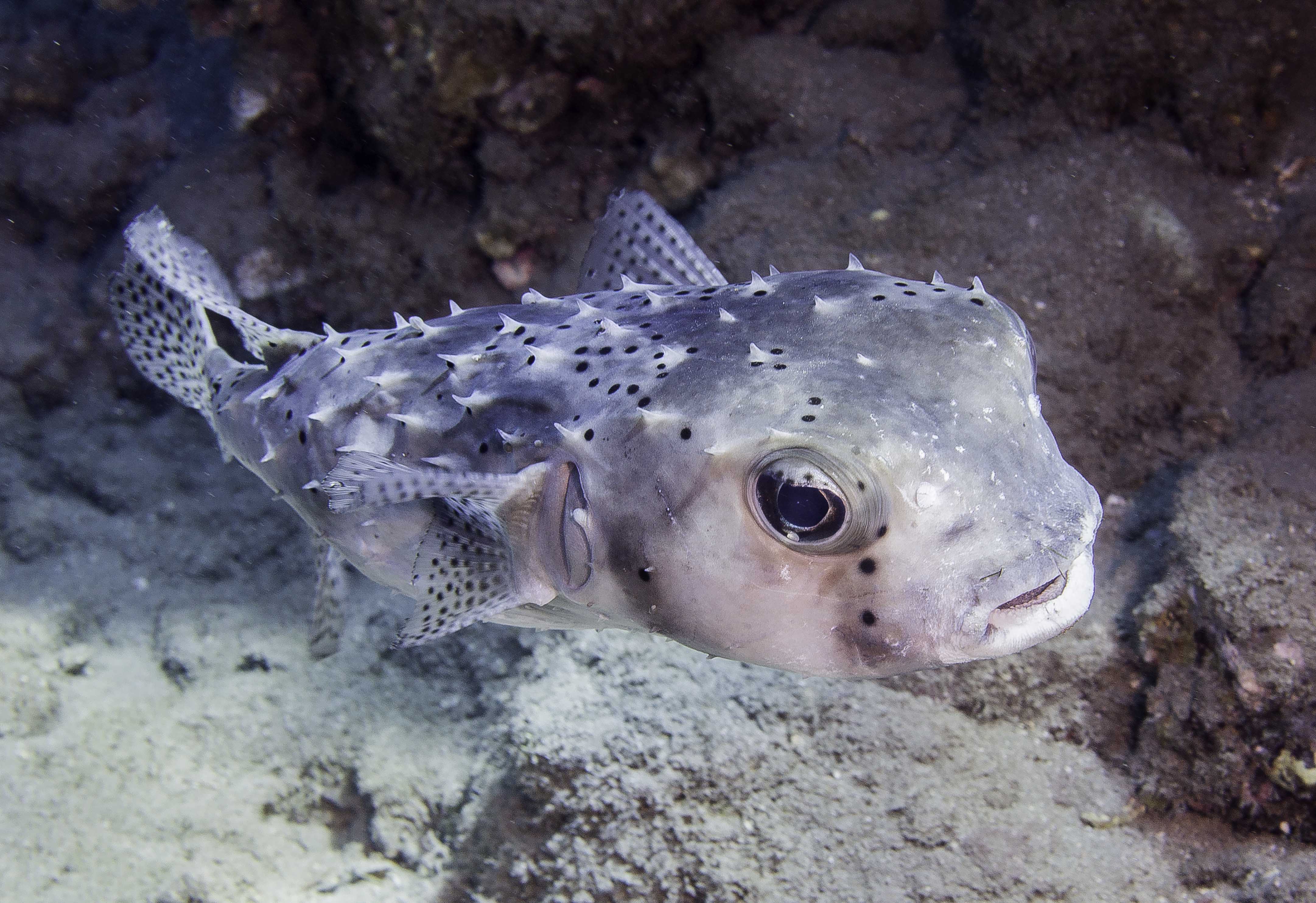 Large Puffer