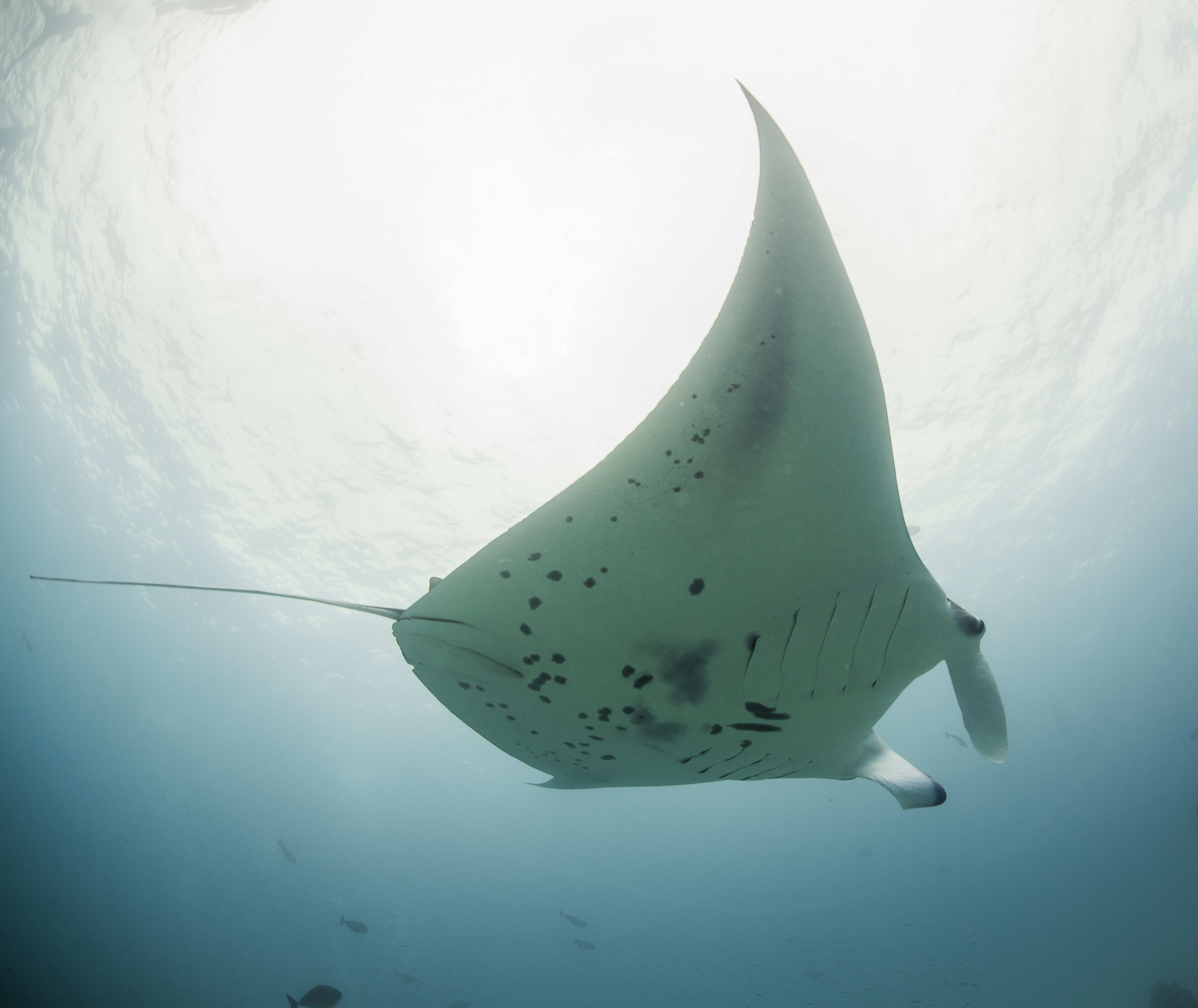 manta