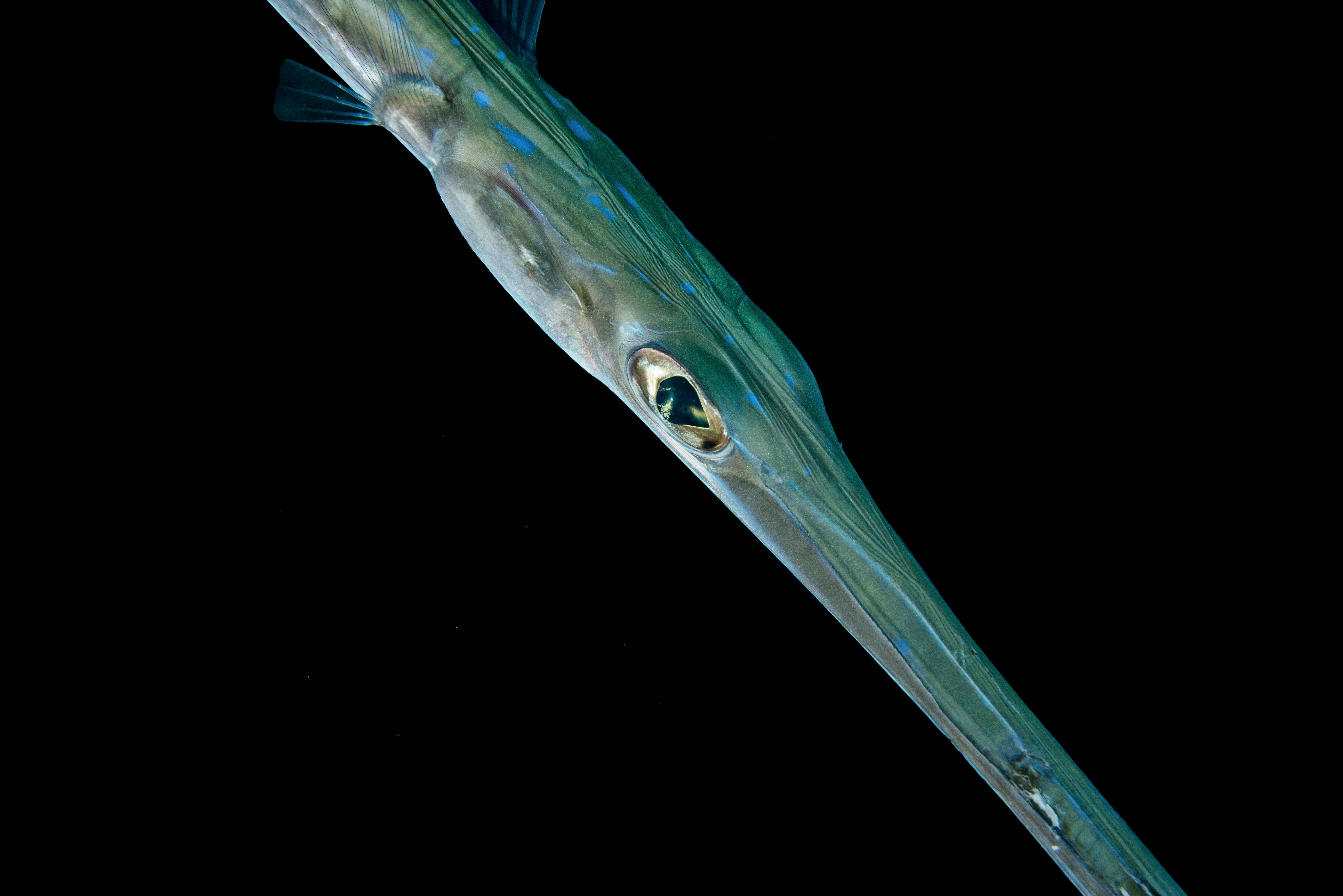 pipe-fish-close-up