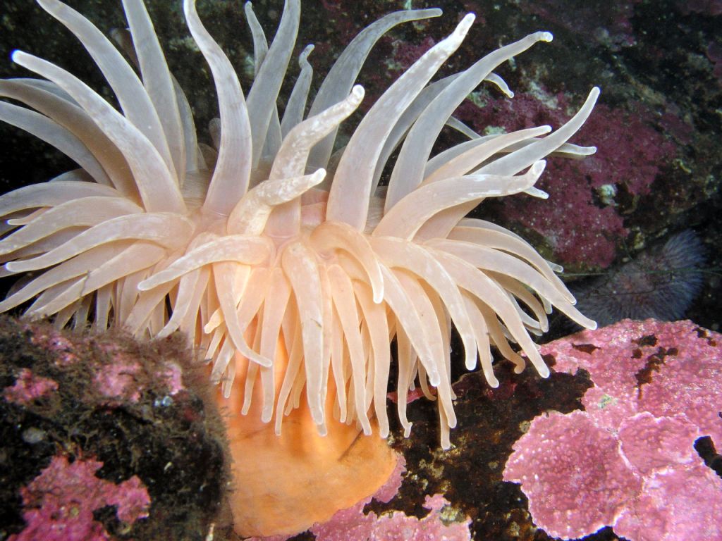 Sea Anemone Diadumene Dia 30cm 1