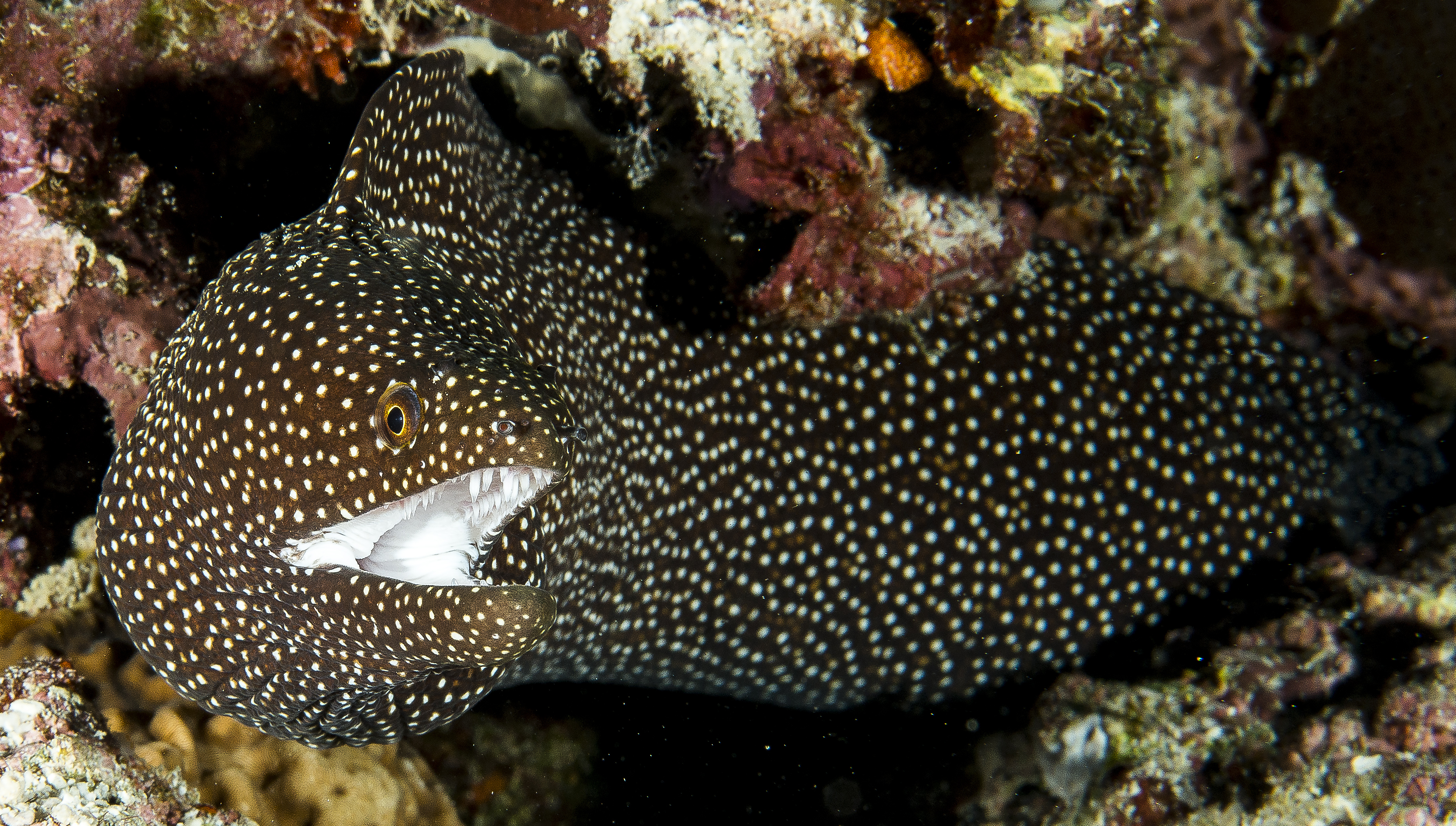 white-mouth-eel