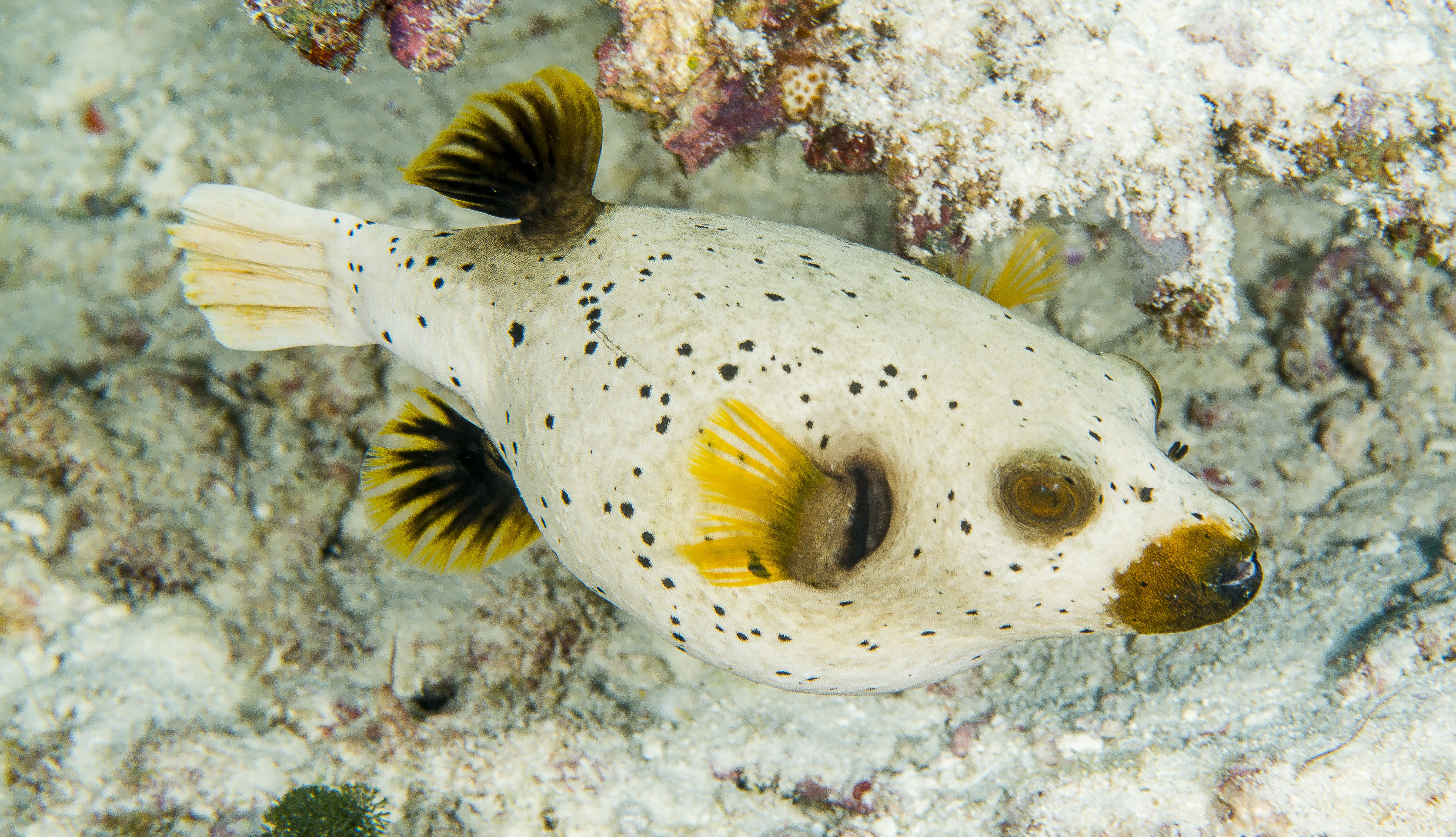 white-puffer