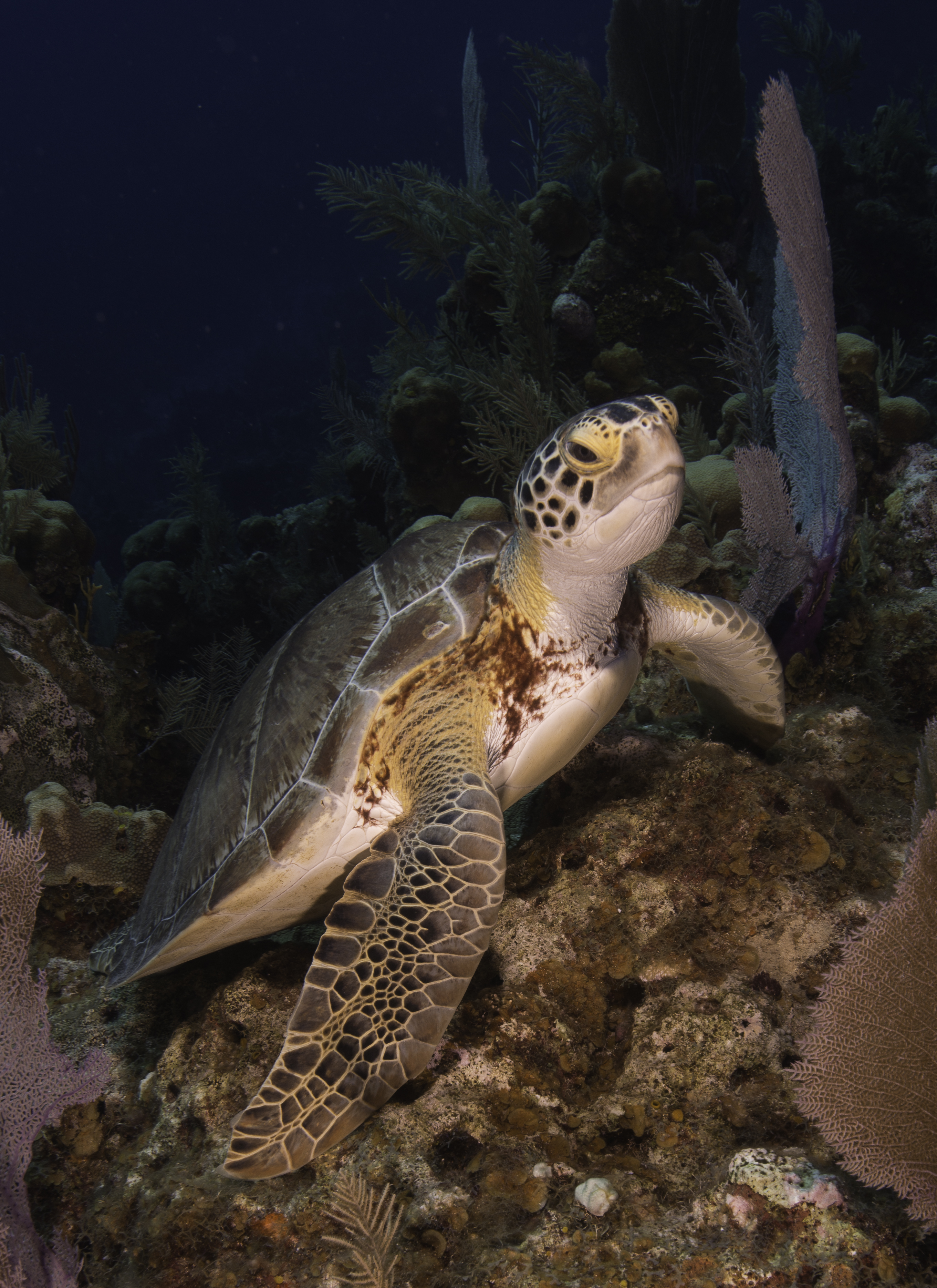 cayman-turtle-portrait-2