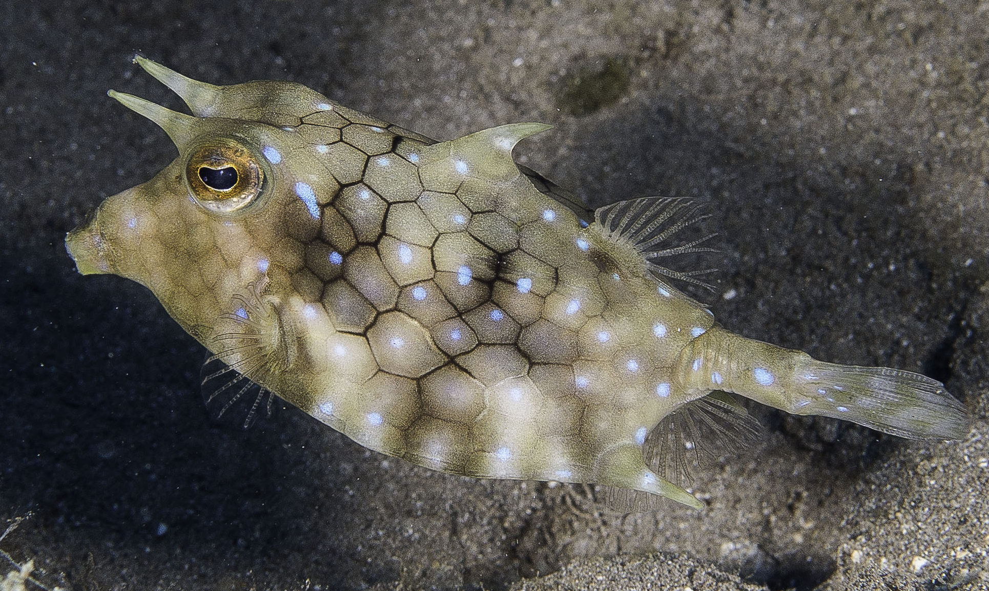 cowfish