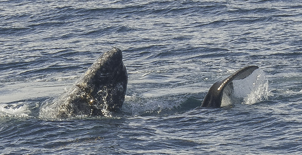 whale and calf close