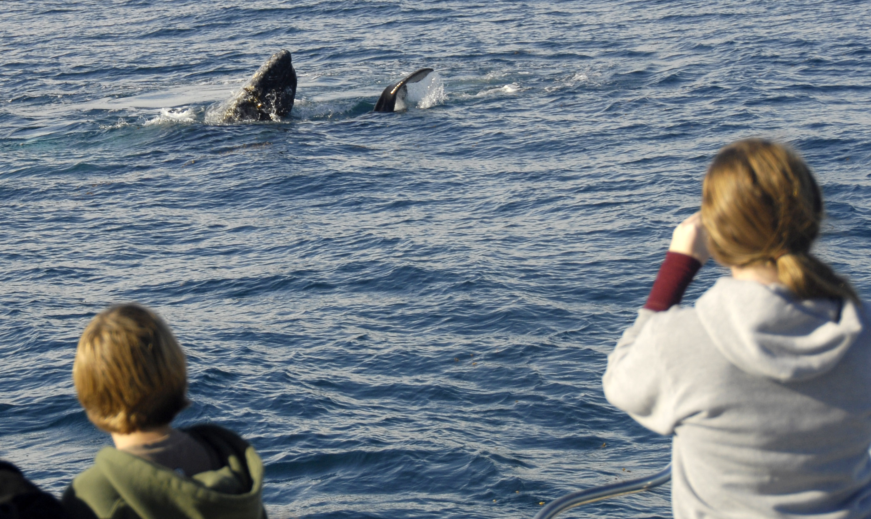 whale mom and calf