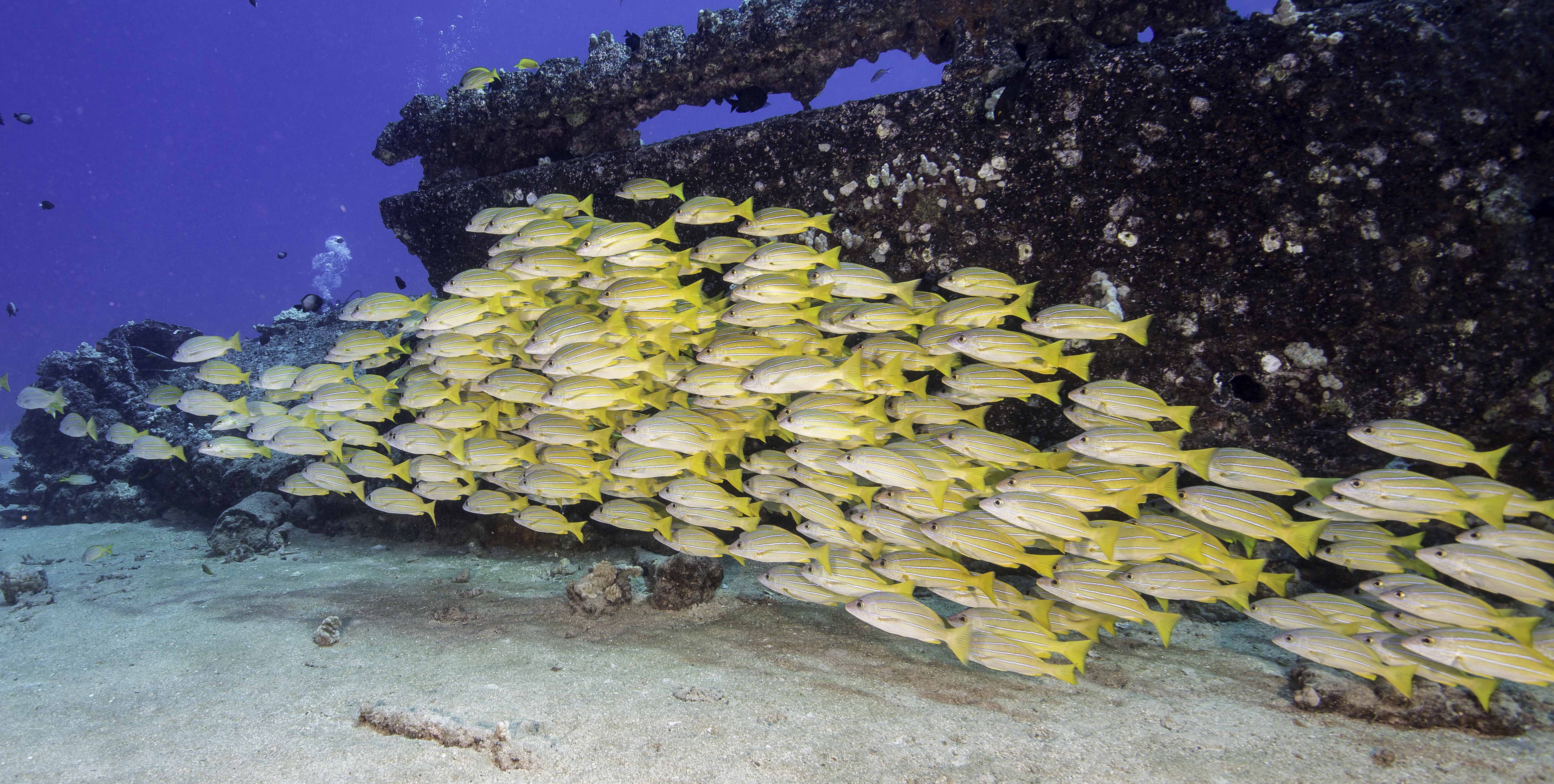 yellow cardinal fish