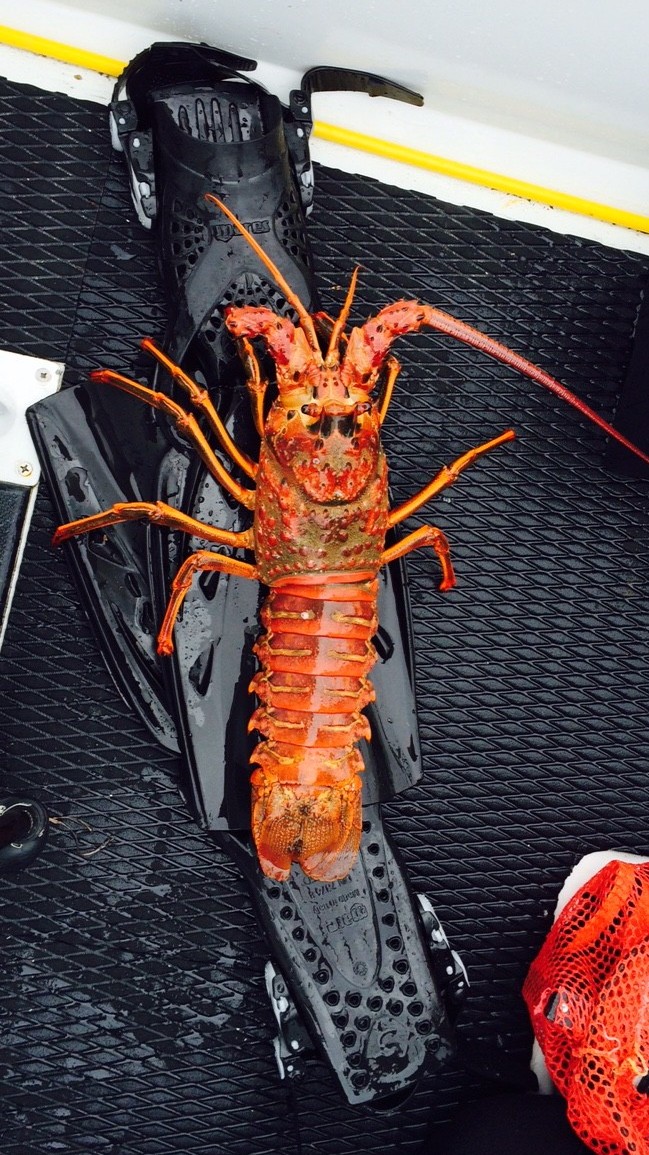 Lobster Fin