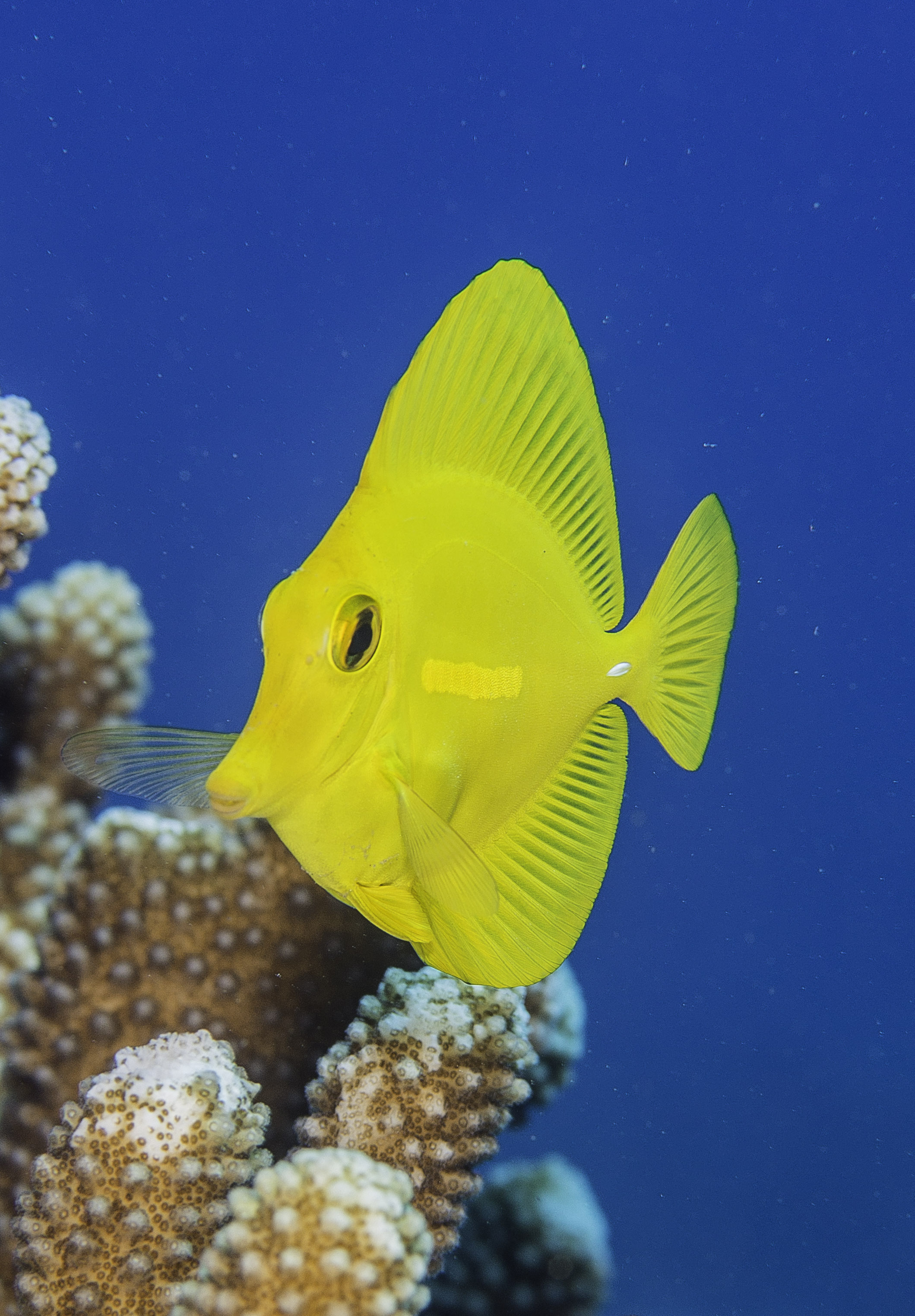 Yellow Tang Coral